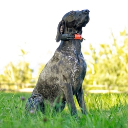 Obojek pro dalšího psa DOG GPS X30 - oranžová