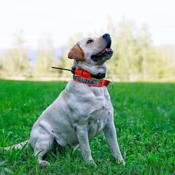 Obojek pro dalšího psa DOG GPS X25- oranžová