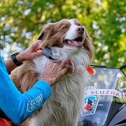 Obojek pro dalšího psa DOG GPS X30 - oranžová