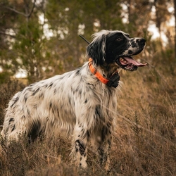 Obojek pro dalšího psa DOG GPS X25B-oranžová