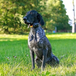 Dog Trace -Kratší obojek pro dalšího psa - DOG GPS X25B Short