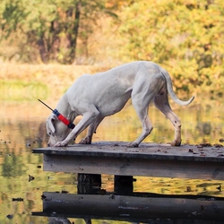 Obojek pro dalšího psa DOG GPS X25T- oranžová